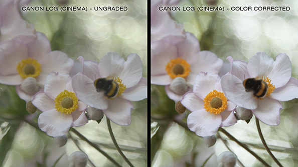 C100_Grading_Comparison_01_594x334